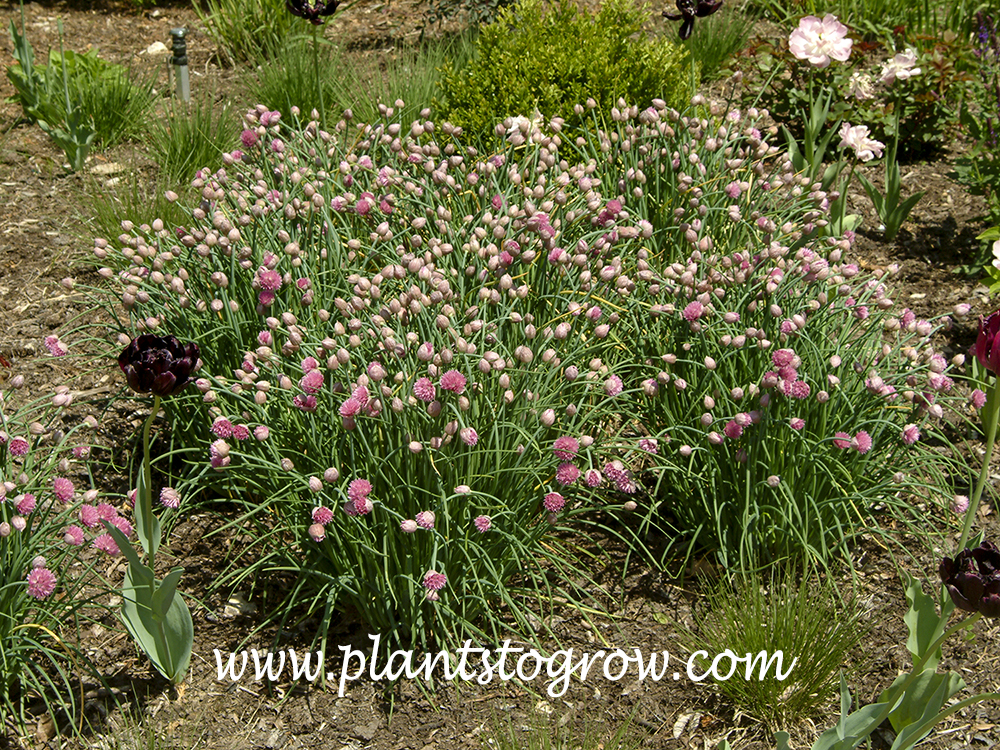 Mountain Garlic (Allium senescens ssp senescens)